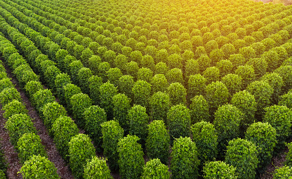 胡椒生態農園