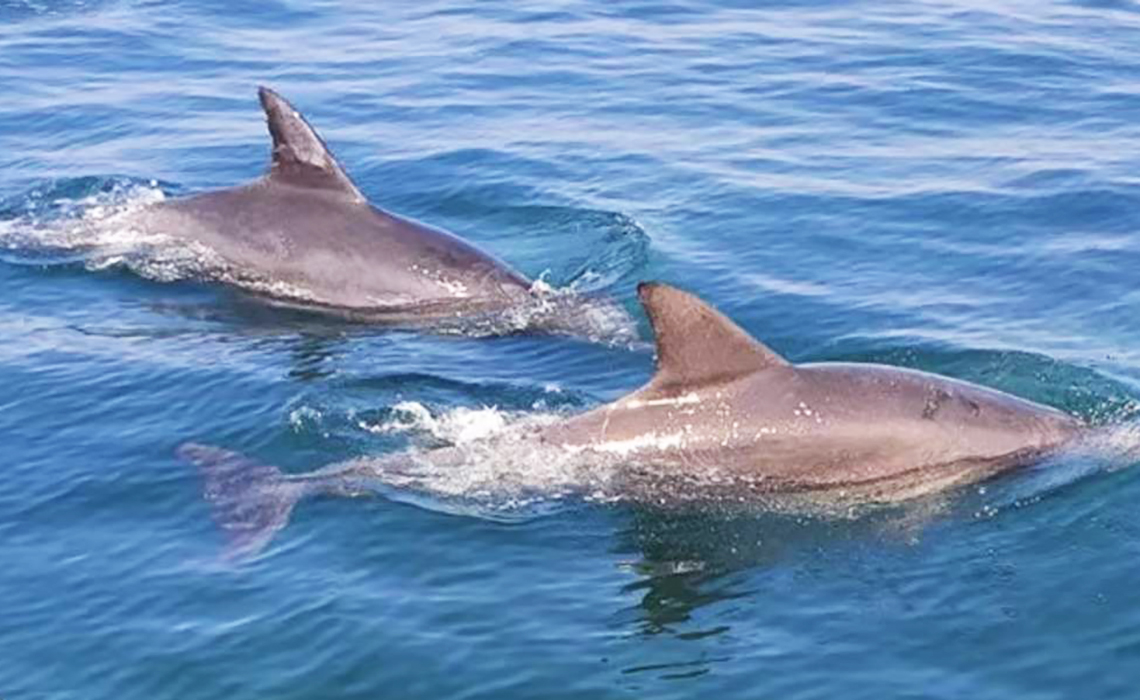 豪華遊艇賞海豚