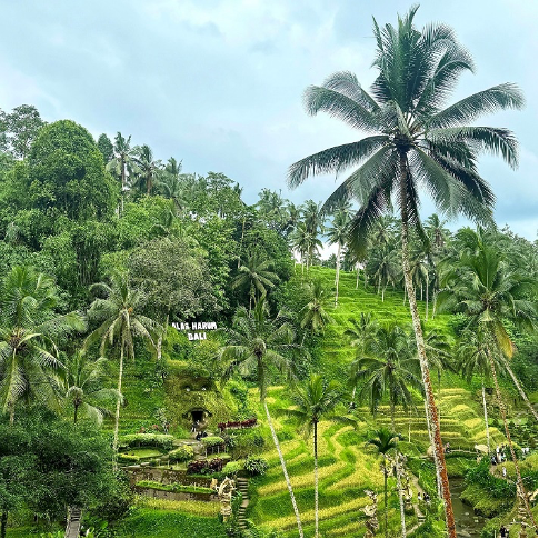 峇里島Alas Harum梯田