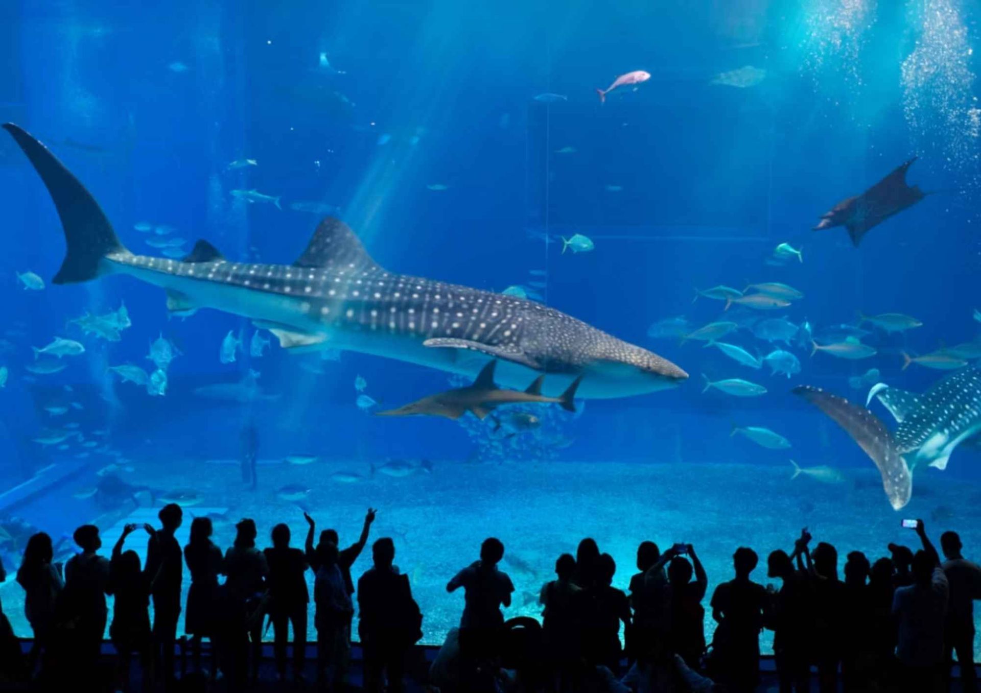 美麗海水族館