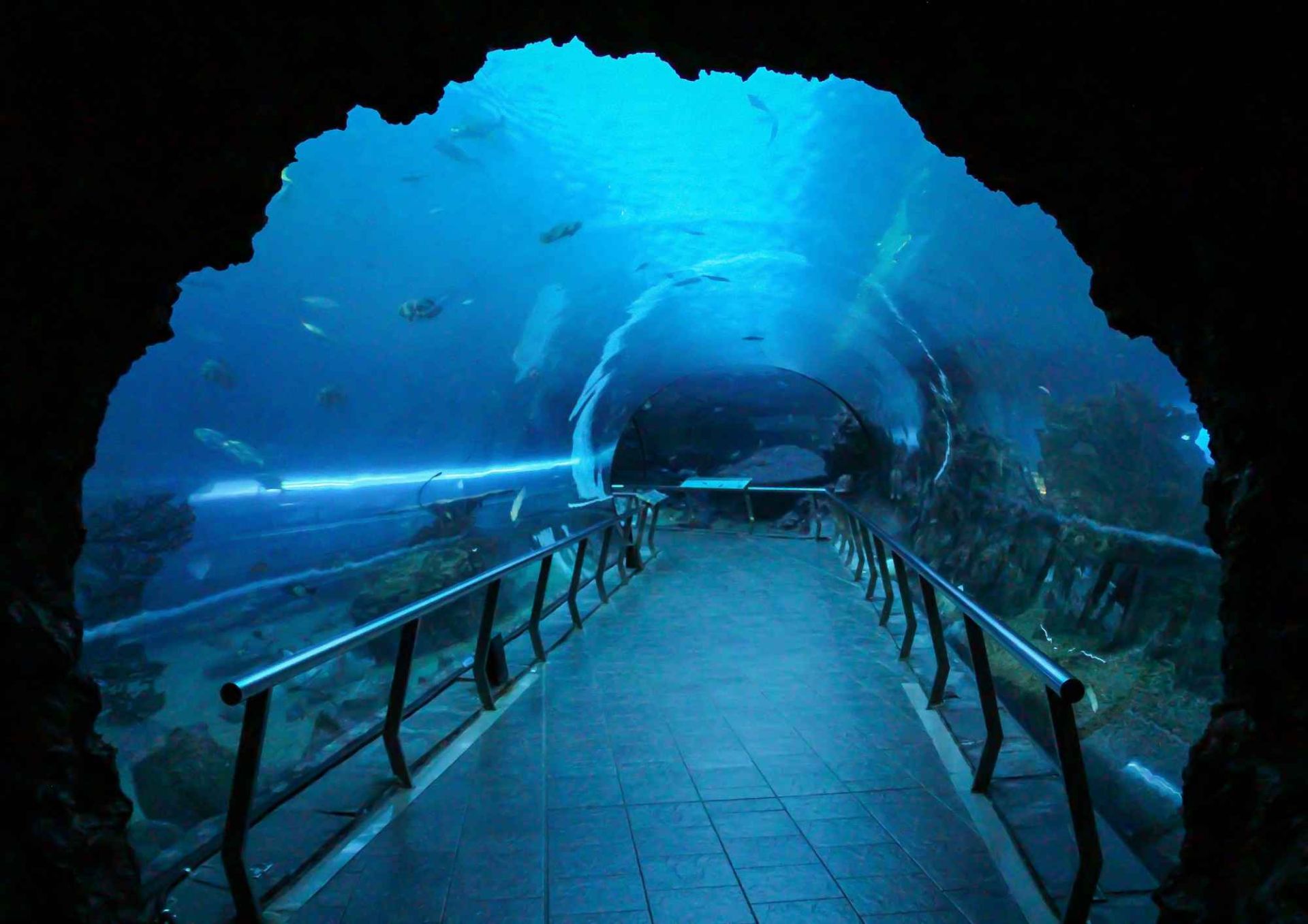 美麗海水族館奇觀