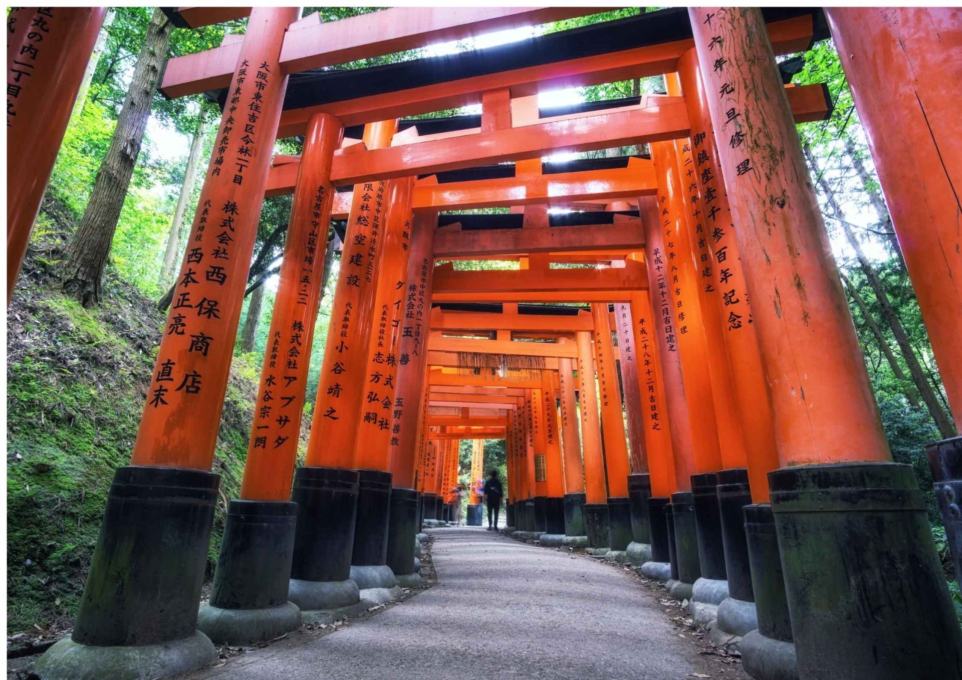 稻荷千鳥居與萌鹿相遇