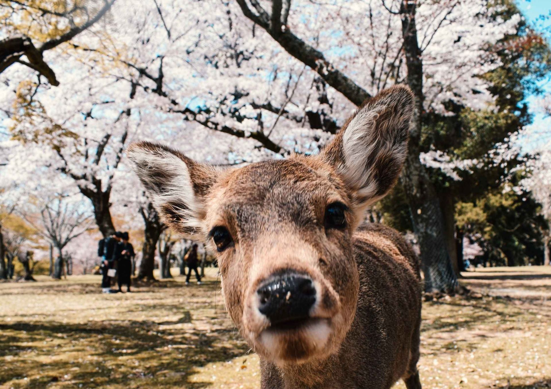 奈良公園萌鹿