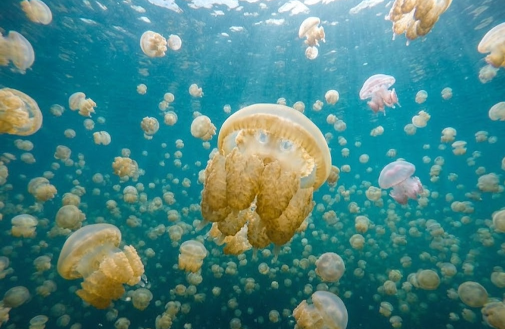 Jellyfish Lake